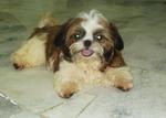 Spring - Shih Tzu Dog