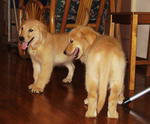 Golden Retriever X2 - Golden Retriever Dog