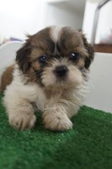 The Pretty Girl Mini Shih Tzu - Shih Tzu Dog