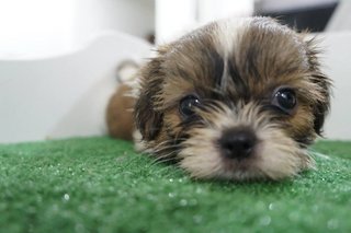 The Pretty Girl Mini Shih Tzu - Shih Tzu Dog