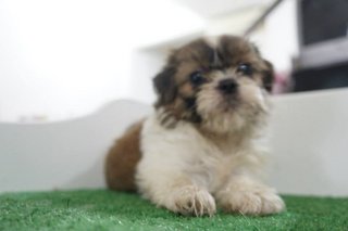 The Pretty Girl Mini Shih Tzu - Shih Tzu Dog