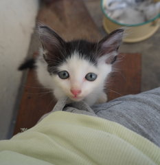 Mini Kitten - Tabby Cat