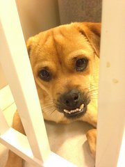 Hugo - Pekingese + Chihuahua Dog