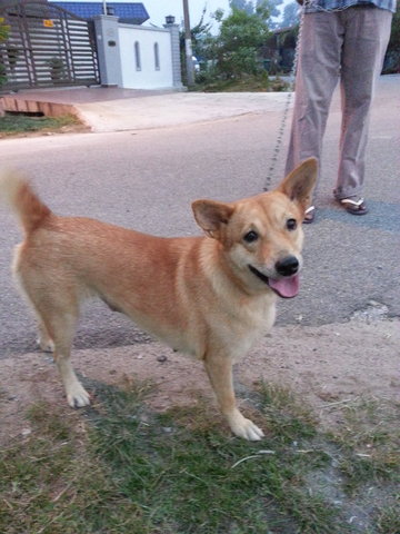 Mamme In Kulim - Mixed Breed Dog