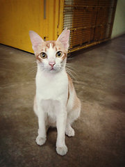 小金 (Xiu Kam / Emas / Goldie) - Domestic Short Hair Cat