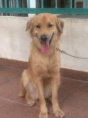 Browny Girl - Golden Retriever Mix Dog