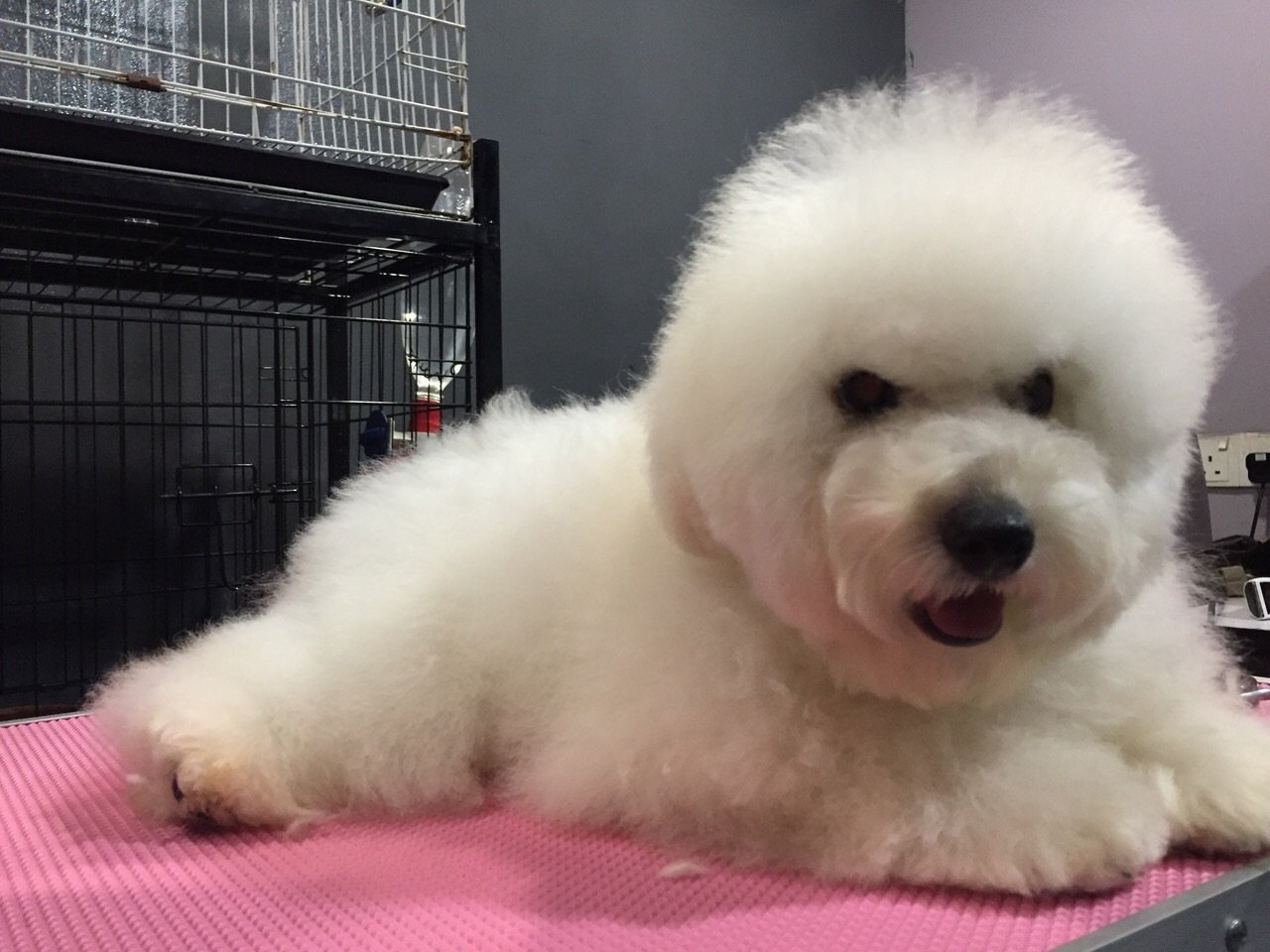 Poodle Puppy Sold 6 Months, Toy Poodle Pure White Import Tw from