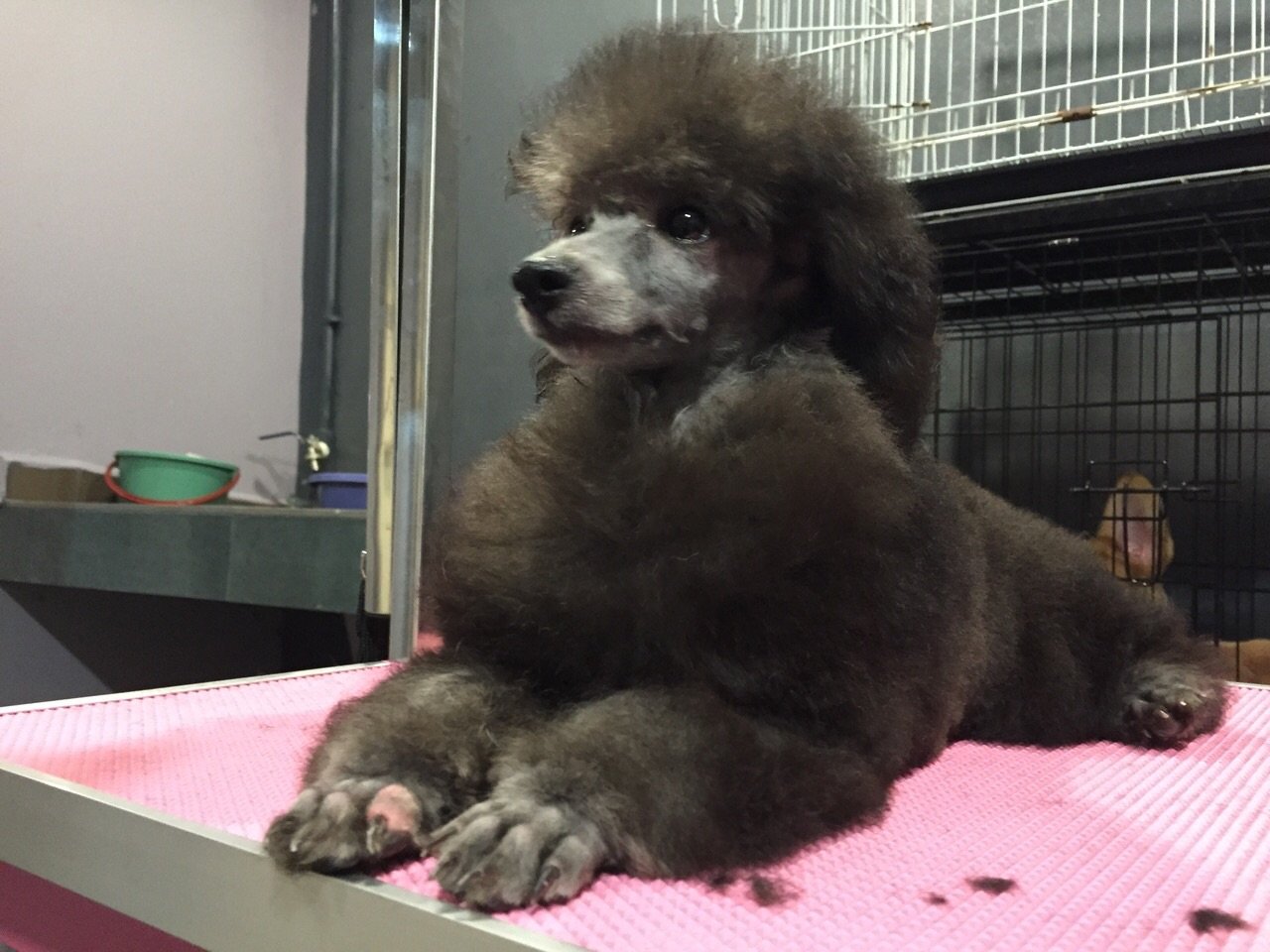 Poodle Puppies Sold 8 Years 8 Months, Toy Poodle Grey Silver Imported