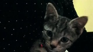 Tsuki - Domestic Medium Hair + Tabby Cat