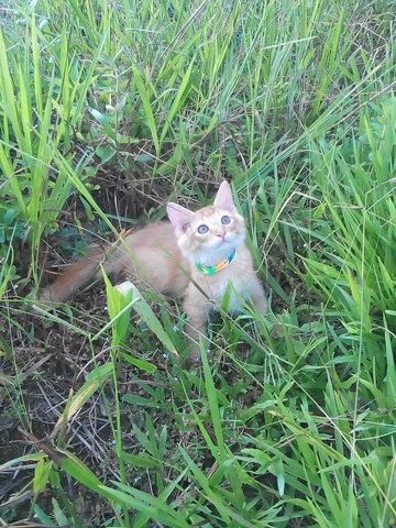 Oris Airis Wild - Tabby + Norwegian Forest Cat Cat