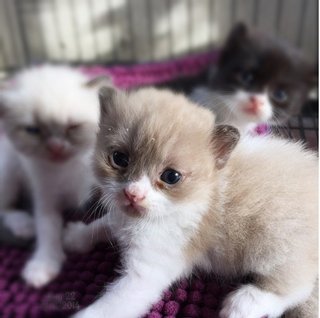 Toffee - Domestic Long Hair + Burmese Cat