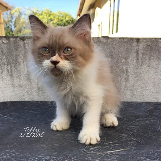 Toffee - Domestic Long Hair + Burmese Cat