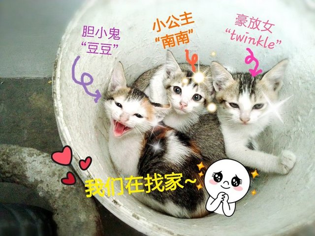 ✪mami's Babies ✪ - Domestic Short Hair Cat