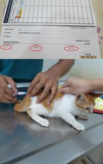 Mr Big Purr vaccinated on 4 October 2014 at a cost of RM40