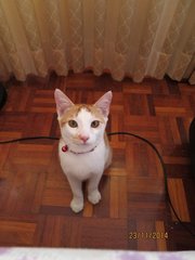 Mr Fiesty Meow - Domestic Short Hair + Tabby Cat