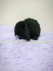 Holland Lop-black  1016 - Holland Lop Rabbit