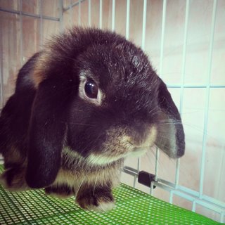 Brownie - Holland Lop Rabbit