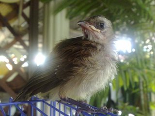 Baby Hope (Yellow Vented Bulbul) - Softbill (Other) Bird