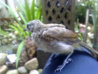 Baby Hope (Yellow Vented Bulbul) - Softbill (Other) Bird