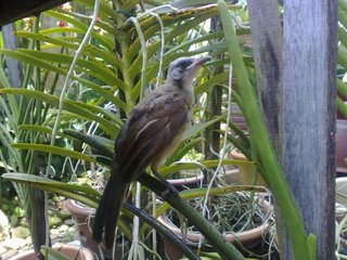 Baby Hope (Yellow Vented Bulbul) - Softbill (Other) Bird