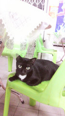 Jesica Melaka - Domestic Short Hair Cat