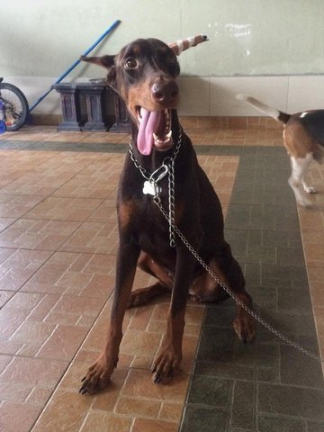 Lost Doberman - Doberman Pinscher Dog