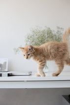 Andik - Persian + Maine Coon Cat