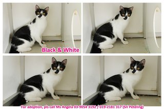★  Angela - Black &amp; White (♀) ★  - Domestic Short Hair Cat