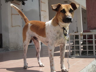 Good Boy - Mixed Breed Dog