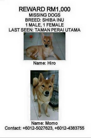 Hiro (Momo Found!!) - Shiba Inu Dog