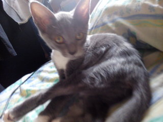 Luna &amp; Nini - Domestic Short Hair Cat