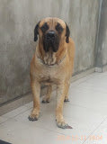 Storm - Boerboel Dog