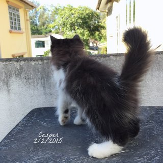 Casper - Persian + Domestic Long Hair Cat