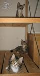 The Hp Gang- Adopted By Hadi &amp; Liza - Domestic Short Hair Cat