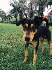 Rocky - Mixed Breed Dog