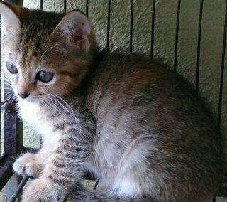 Cinnabon - Domestic Medium Hair + Oriental Tabby Cat