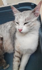 Pinko In Penang Island - Domestic Short Hair Cat