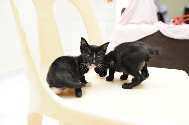Kittens For Adoption - Domestic Medium Hair Cat