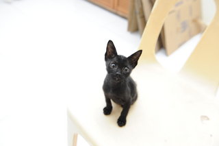 Kittens For Adoption - Domestic Medium Hair Cat