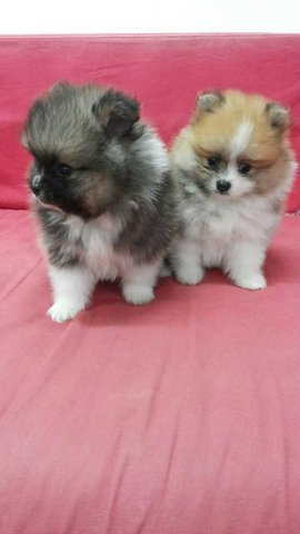 Miki - Pomeranian Dog
