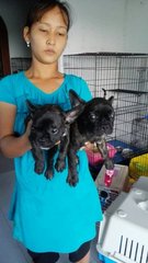 King &amp; Queen - French Bulldog Dog