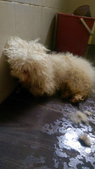 White Male Toy Poodle - Poodle Dog
