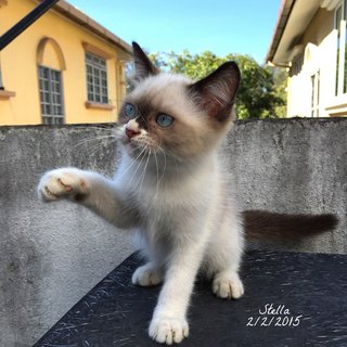 Stella - Siamese + Balinese Cat