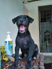 Girlie - Labrador Retriever Mix Dog