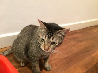 Mavis - Domestic Short Hair Cat