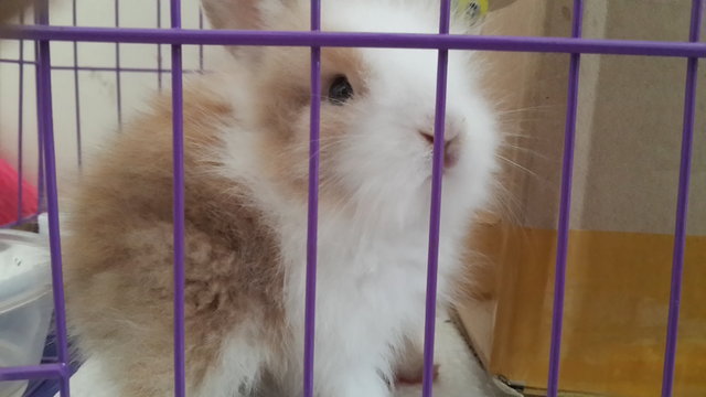 Amber (Lionhead Mix Angora Rabbit) - Angora Rabbit + Lionhead Rabbit