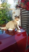 Boboi - Domestic Short Hair Cat