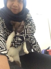 Kisu - Domestic Long Hair + Siamese Cat