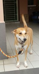 Sheno  - Mixed Breed Dog