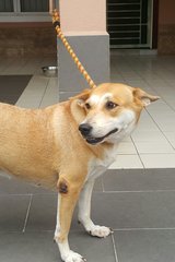 Sheno  - Mixed Breed Dog